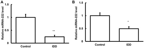 Figure 3. Expression levels of miRNA-222 in the nucleus pulposus tissues and blood samples of IDD.Note: The expression levels of miRNA-222 in the nucleus pulposus tissues (A) and blood samples (B) of IDD patients and normal control subjects were detected with quantitative real-time PCR. Compared with the control group, *p < 0.05, **p < 0.01.
