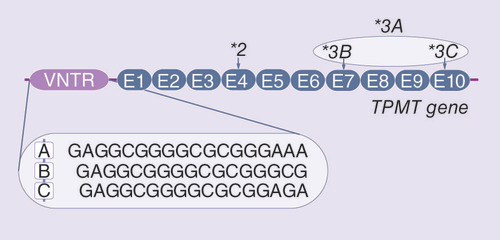 Figure 1. The structure of variable number of tandem repeats in TPMT.The sequence of A, B and C VNTR motifs and location of *3 polymorphisms in the coding region of TPMT are shown.
