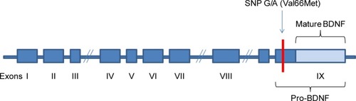 Figure 1 BDNF gene structure.