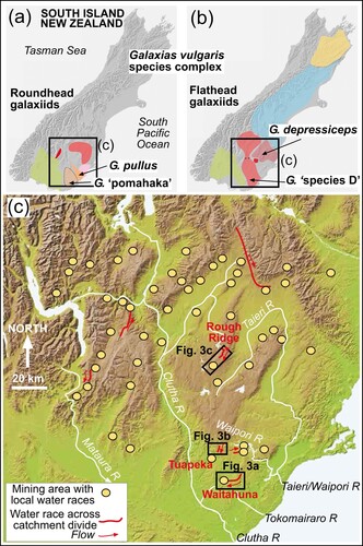 Figure 1. New Zealand’s South Island is home to a diverse assemblage of freshwater-limited fish taxa, the Galaxias vulgaris complex, including a variety of A, ‘roundhead’ and B, ‘flathead’ lineages whose distributions are broadly constrained by major river drainage boundaries. In many parts of the Otago region C, drainage patterns were anthropogenically modified by gold mining operations, with water-races linking numerous headwaters. While most of these artificial connections redistributed water only within river systems (yellow circles), in several cases such connections linked the headwaters of distinct river systems (red), leading to potential translocation and mixing between anciently-diverged species/populations.