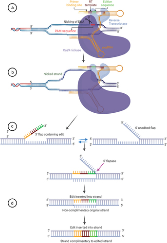 Figure 1. Graphical description of the prime editing process.