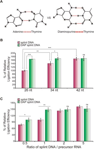 Figure 5. Diaminopurine splint DNA improves circularization efficiency. (A) Hydrogen bondings in the adenine−thymine and the diaminopurine (DAP)−thymine base pairs. (B) circRNA ligation efficiencies in the ligation methods using the splint DNA or DAP splint DNA. A precursor having a 3.5-kb CDS was ligated by T4 RNA ligase 1 using splint DNA and DAP-splint DNA of the indicated lengths, respectively. Circularization reaction products were quantified, and the relative ligation efficiencies were calculated, as shown in the graph. The characteristics and sequences of each splint DNA are described in Table 1. (C) Ligation efficiency using various splint DNA and precursor ratios. Circularization reactions were performed using splint DNA and precursors at the indicated ratios. The efficiency of synthesis of circRNA was measured through E-Gel EX 2% agarose gel analysis. 26-nt splint DNA and DAP-splint DNA are 2-5 and 3-5 splint DNA in Table 1, respectively. DAP splint DNA, DAP-contained modified splint DNA. The experiment was performed in triplicate. Data shown as mean ± s.d; indicated P value by two-tailed t-test (B, C). For gel source data, see Supplementary Figure 2.