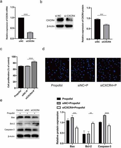 Figure 4. CXCR4 silencing inhibits the apoptosis of propofol-treated NSCs. (a) The mRNA expression of CXCR4 after CXCR4 silencing was examined by RT-qPCR. (b) The protein expression of CXCR4 after CXCR4 silencing was examined by Western blot analysis. (c) Viability of propofol-treated NSCs after CXCR4 silencing was examined by the CCK-8 assay kit. (d) The apoptosis of propofol-induced NSCs after CXCR4 silencing was examined by Hoechst staining. (e) The protein expressions of Bax, caspase-3, and Bcl-2 were measured by Western blot analysis. The experiment was repeated three times; the significance of the difference between means was analyzed for multiple comparisons by the analysis of variance; the data between two groups were analyzed using the student’s t-test, **P< 0.01, ***P< 0.001, ****P< 0.0001.