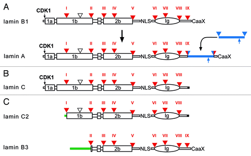 Figure 7. Protein structure of vertebrate lamins. (A) A model for the evolution of lamin A from a B-type progenitor. The lamin A specific domain is shown as a blue bar. The ZMPSTE24 cleavage site is indicated by an upward pointing blue arrow. (B) Lamin C, an alternative splice product of the LMNA gene. Lamin C is identical to lamin A up to residue 566 followed by six unique amino acid residues encoded by the 5′-end of intron IX (marked in black). (C) Protein structure of the two mammalian germline-specific lamins, C2 and B3. In lamin C2 the head, coil 1a, and part of coil 1b of lamin C are replaced by a short stretch of amino acid residues (green bar), which serve as myristoylation site. In lamin B3 the head, coil 1a and 1b of lamin B2 are replaced by a new non-α-helical head. The length of the new head differs between rat, mouse, and human between 50 to 81 residues. Intron positions (triangle, and Roman numerals) are shown with respect to protein structure. Large boxes represent coiled-coil segments. The oval represents the lamin Ig-domain. Archetypal intron positions in red, newly gained intron positions in lamin A in red/blue. The vertebrate-specific intron position is marked by an open triangle. NLS, nuclear localization signal; CaaX, isoprenylation motif; CDK1, CDK1 phosphorylation site.