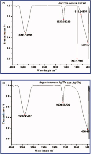 Figure 2. (A) FTIR spectrum of the A. nervosa leaf extract. (B) FTIR spectrum of the green synthesised An-AgNPs.