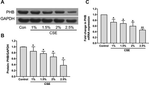 Figure 2 CSE treatment affects prohibitin expression of hPMECs. (A) hPMECs were treated with control medium or 1%, 1.5%, 2% and 2.5% CSE for 12 h. Prohibitin protein levels were determined by Western blot analysis. (B) Prohibitin protein levels were quantified by densitometry, and bar graphs represent three independent experiments (unpaired Student’s t-tests). (C) Relative mRNA levels were determined in hPMECs treated with control medium or 1%, 1.5%, 2% and 2.5% CSE for 12 h. *P < 0.05 vs control. **P < 0.01 vs control.