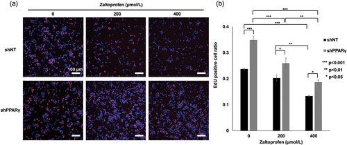 Figure 3. (a) Representative photographs of H-EMC-SSshNT and H-EMC-SSshPPARγ cells with/without zaltoprofen treatment for 24 h in the EdU proliferation assay. Scale bar = 100 µm. (b) the ratio of EdU-positive cells (the number of red nuclei [EdU-positive] per number of blue nuclei [Hoechst 33,342-positive]). *p < 0.05, **p < 0.01, ***p < 0.001. Error bars: ± SEM.