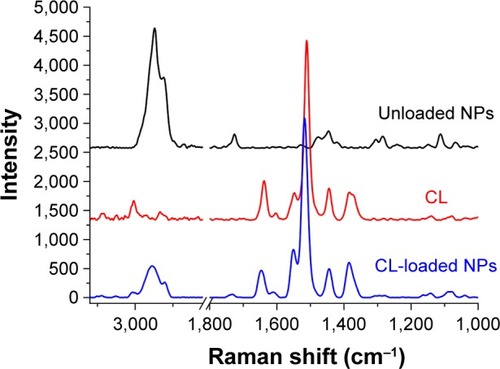 Figure 5 Raman spectra of CL raw material, unloaded NPs, and CL-loaded NPs.Abbreviations: CL, celastrol; NPs, nanoparticles.