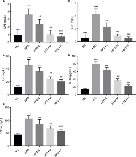 Figure 4 RSV supplements improved tissue damage, reduced endotoxemia, and inhibited the proliferation of inflammatory cytokines in the mucosa colon of HFD-fed mice. Notes: (A) LPS (ng/L), (B) LBP (ng/L), (C) IL-1 (ng/L), (D) IL-10 (pg/ml), and (E) TNF-α (ng/L). Data are mean ± SD (n=12). Significant differences are indicated: *P<0.05; **P<0.01. ***P<0.001;****P<0.0001; #P<0.05; ##P<0.01; ###P<0.001 compared with the HFD control group.