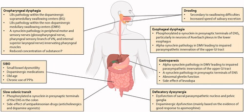 Figure 1. Summary of pathophysiological mechanisms associated with the gastrointestinal disturbances in patients with PD. The pathophysiology of these symptoms is complex and involves both central and peripheral mechanisms. LBs: Lewy bodies; BG: basal ganglia; DMV: dorsal motor nucleus of the vagus; GI: gastrointestinal; VN: vagus nerve; SIBO: small intestinal bacterial overgrowth; PPIs: proton-pump inhibitors; ENS: enteric nervous system.