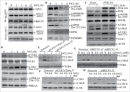 Figure 5. The important role of MTOR, ULK1, and BECN1 in mediation of cell autophagy upon nickel exposure in Beas-2B cells. (A, B and D) 2 × 105 Beas-2B cells were seeded into each well of 6-well plates. After the cell density reached 80∼90%, the cells were exposed to 1.0 mM NiCl2 for the times indicated. The cell extracts were subjected to western blotting. (C) 2 × 105 Beas-2B(PI3K-DA) and Beas-2B(Vector) transfectants were seeded into each well of 6-well plates. The cells were exposed to 1.0 mM NiCl2 for 6 h. The cell extracts were subjected to western blotting. (E and G) 2 × 105 Beas-2B transfectants, as indicated, were seeded into each well of 6-well plates and the cells were exposed to 1.0 mM NiCl2 for 6 h (E) or various concentrations of NiCl2 for 6 h (G).The cell extracts were subjected to western blot and TUBA was used as protein loading control. (F and H) 2 × 105 indicated Beas-2B transfectants were seeded into each well of 6-well plates and the cells were exposed to 1.0 mM NiCl2 and 10 nM of bafilomycin A1 (Baf) for 6 h. The cell extracts were subjected to western blot and ACTB was used as protein loading control.