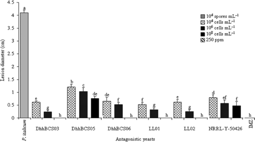 Figure 5. Lesions caused by Penicillium italicum in Mexican lime fruit inoculated with three concentrations of antagonistic yeasts. Strains of D. hansenii used were: DhhBCS03, DhhBCS05, DhhBCS06, LL01, LL02, and P. guilliermondii NRRL-Y-50426. The fungicide imazalil (IMZ) was applied at 250 ppm. Fruit were stored at 13°C and 90% RH for 21 days. Columns with the same letter are not significantly different (LSD, P < 0.05). Figura 5. Tamaño de lesión ocasionado por Penicillium italicum en limón mexicano inoculado con tres dosis de levaduras antagónicas. Las cepas utilizadas de Debarymoyces hansenii fueron DhhBCS03, DhhBCS05, DhhBCS06, LL01, LL02, y de P. guilliermondii NRRL-Y-50426. El fungicida imazalil (IMZ) fue aplicado a 250 ppm. Los frutos fueron almacenados a 13°C y 90% de HR durante 21 días. Columnas con la misma letra no son significativamente diferentes (LSD, P < 0,05).