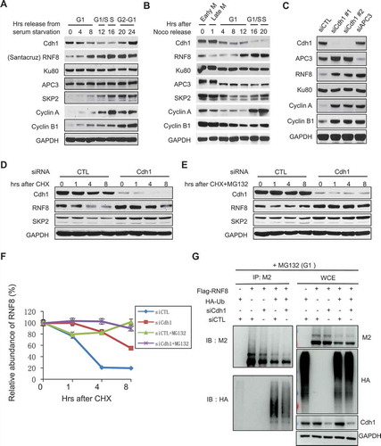 Figure 2. Cdh1 targets RNF8 in G1. (A, B) Differential expression of RNF8 during the cell cycle. (A) HeLa cells were cultured in media containing 0.5% of FBS for 48 h and released from serum starvation. Cells were harvested at indicated time points and western blot analysis was performed to probe the indicated proteins. (B) U2OS cells were treated with nocodazole for 16 h and released from the G2/M arrest. Then cells were harvested at the indicated time points for western blotting. (C) Regulation of RNF8 stability by Cdh1. U2OS cells were transfected with indicated siRNAs and cultured for 72 h before harvest. (D, E, F) Stability of RNF8 in Cdh1-depleted cells. U2OS cells were treated with indicated siRNAs for 72 h and then treated with either cycloheximide (D) or cycloheximide and MG132 (E) for indicated times. (F) Quantification of RNF8 levels shown in (E, F). (G) Ubiquitination assay of RNF8 in the presence or absence of Cdh1 in G1 cells. HEK293 cells were transfected with indicated siRNA or constructs and treated with lovastatin. Cell lysates were prepared as described in methods for the analysis of RNF8 ubiquitination.