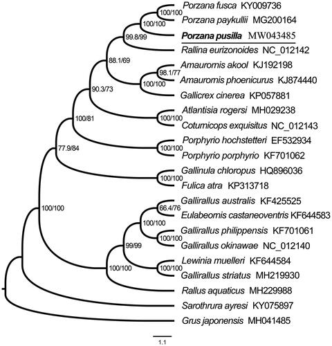 Figure 1. Maximum likelihood phylogenetic tree of 21 Rallidae birds and one outgroup based on 13 PCGs and two rRNAs under the software IQ-TREE. All species sequences except for P. pusilla were downloaded in GenBank, and the accession number was given with species names. (Node supports from left to right are SH-aLRT Single branch test value and bootstrap value).
