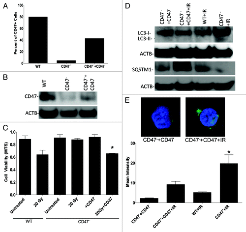 Figure 8. Re-expression of CD47 in CD47− Jurkat cells reverses radioprotection and reduces the autophagic flux. (A) Flow cytometry analysis using FITC-conjugated CD47 antibody B6H12 demonstrates re-expression of CD47 in CD47− Jurkat cells. (B) Western blot hybridization analysis of CD47 expression in Jurkat, CD47−, and CD47− transfected with a plasmid expressing CD47. (C) Re-expression of CD47 in CD47− cells sensitizes this cell line to IR as measured by MTS assay (n = 3 one way ANOVA, *p < 0.04). (D) WT, CD47− and CD47− + CD47 and were cultured in complete medium and harvested before and after exposure to a 10 Gy dose of IR. Protein expression was assessed by western blot hybridization using LC3 and SQSTM1 antibodies. (E) Representative confocal images and quantitative analysis show LC3 puncta formation of cells transfected with GFP-LC3.