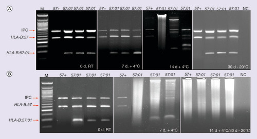Figure 1. Agarose gel of the samples amplified by SSP-PCR and separated by classical electrophoresis. (A) The reported samples refer to the saliva, tested at 0 days (d) at RT, 7d at +4°C, 14d at +4°C and 30d at -20°C. (B) is related to the swab samples, which have been tested at the same time and temperature conditions.IPC: Internal positive control; M: 50 bp ladder; NC: Negative control.
