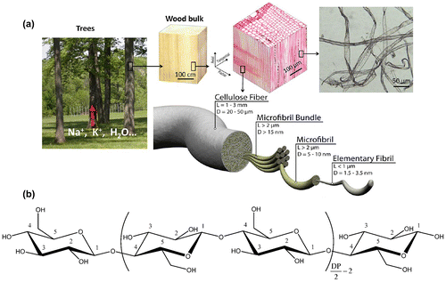 Figure 1. (a) Schematic of hierarchical structure of wood fibers [Citation2]. Reproduced with the permission of [Citation2]. Copyright 2013 The Royal Society of Chemistry. (b) Chemical structure of cellulose [Citation12]. Reproduced with the permission of [Citation12]. Copyright 2010 American Chemical Society.