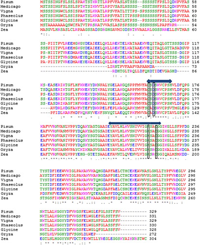 Figure 4. Comparison of the amino acid sequences of VuCAl with reported CA sequences of Pisum sativum (AAA33652), Glycine max (XP_003524544-1) Phaseolus vulgaris (ACZ74707), Vigna unguiculata (AFX73762-1), Medicago sativa (XM_003618233), Oryza sativa (AFl82806-1), and Zea mays (EU964252). Identical and similar amino acids residues conversed among the β-carbonic anhydrases of these plants were shown with sparks ‘*’ and dots ‘-’, respectively. Amino acid residues that form the zinc-binding coordinates in the catalytic site are marked by empty square.