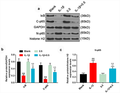Figure 3. Plumbagin could regulate NF-κB pathway. (a) Western blot was applied to detect the protein expression of IκB, C-p65 and N-p65 after HFLS-RA were treated with 10 ng/mL IL-1β and 0.5 μM plumbagin. GAPDH or histone H2 was used as the internal control. (b) The protein expressions of IκB and C-p65 were quantified. (c) The protein expression of N-p65 was quantified. &&P < 0.01 vs. Blank; *P < 0.05, **P < 0.01 vs. IL-1β; ^^P < 0.01 vs. 0.5 μM plumbagin. C-p65, cytoplasm p65; N-p65, nucleus p65; IL-1β, interleukin-1β.
