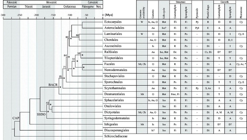 Figure 3. Time calibrated maximum likelihood phylogeny of the brown algae, using the following fossil evidence: Paleocystophora (Fucales) and Julescraneia grandicornis (Laminariales) from the Monterey Formation Miocene deposits (13–17 Ma; Parker and Dawson, Citation1965), and Padina-like species (Dictyotales) from the Gangapur formation, Early Cretaceous (145.5–99.6 Ma; Rajanikanth, Citation1989). Nodes lacking bootstrap values are fully supported for both maximum likelihood and bayesian phylogenetic trees. Topological conflicts with bayesian trees are indicated by an *. W: Whole; Mt: Mitochondrion; Ch: Chloroplast; Nu: Nuclear; Is: Isogamous; An: Anisogamous; O: Oogamous; Het: Heteromorphic; Iso: Isomorphic; Fmc: Few microscopic cells; Fi: Filamentous; Ps: Pseudoparenchymatous (haplostichous); Pa: Parenchymatous (polystichous); R: reduced; Dc: Pseudoparenchymatous discoid; Py: Pyrenoids without invaginations; PyI: Pyrenoids with invaginations; A: Apical; D: Diffuse; I: Intercalary; M: Marginal; T: Trichothallic; R: Ribbon-shaped; E: Elongated; Di: Discoid; S: Stellate; Ax: Axial; Cs: Cap-shaped; Cy: Cyclic hydrocarbons; Ac: Acyclic hydrocarbons; Ep: Epoxyde; *C11 and C8-olefins. Empty cells: no data available; ?: doubtful identification, –: absence of trait; CAP: common ancestor of Phaeophyceae; SSDO: Sphacelariales, Syringodermatales, Dictyotales, Onslowiales clade; BACR: brown algal crown radiation.