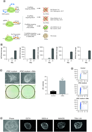 Figure 1. CRISPRa successfully reprograms human fibroblasts into iPSCs in a process that can be enhanced by small molecules.(A) Depictions of previous attempts aiming to reprogram human fibroblasts into iPSCs using CRISPRa. O, OCT4; S, SOX2; M, MYC; L, LIN28; N, NANOG; K, KLF4; E, EEA motif. (B) RT-qPCR expression analysis of indicated pluripotency genes on days 0, 10 and 21 post-induction. Bars represent the mean and standard error of the mean. (C) Representative phase images (top left) and alkaline phosphatase staining (bottom left) of iPSC colonies emerging 6 days post-induction. Scale bars are 400 μm. Number of AP positive colonies (right) emerging using reprogramming medium with and without small molecules (SM) at 6 days post-induction (n = 3). (D) Expression analysis of pluripotency surface marker TRA-1-81 by flow cytometry in reprogramming cultures in iPSC media with and without small molecules (SMs) 6 days post-induction. (E) Phase contrast and immunofluorescence staining of iPSC colonies for pluripotency markers OCT4, SSEA-4, NANOG and TRA-1-81 28 days post-induction. Scale bars are 400 μm.*p < 0.05.