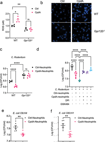 Figure 4. GPR120 agonist promotes neutrophil inhibition of enteric bacterial growth through the upregulation of ROS and NETs.