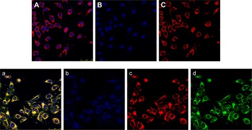 Figure 6 Fluorescence image of immortalized human corneal epithelial cells after incubation with culture medium ([A] merged images with blue, green, and red image; [B] cell nucleus staining with blue fluorescence; [C] cytoskeletal staining with red fluorescence) and Mt/CS NPs ([a] merged images with blue, green, and red image; [b] cell nucleus staining with blue fluorescence; [c] cytoskeletal staining with red fluorescence; and [d] Mt/CS NPs staining with green fluorescence) for 4 h.Abbreviations: CS, chitosan; Mt, montmorillonite; NPs, nanoparticles.