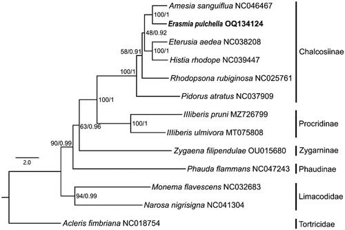 Figure 3. Phylogenetic tree of 10 species for the family Zygaenidae produced from ML analysis based on 13 PCGs dataset. ML and BI support values are shown alongside the nodes, respectively. GenBank accession number is displayed after the species name