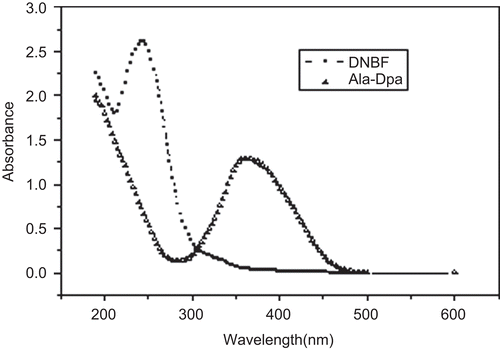 Figure 1.  Absorption spectra of DNBF (□) and internal standard Ala-Dpa (Δ). The absorption maximum of DNBF and Ala-Dpa were 240nm and 360nm, respectively.