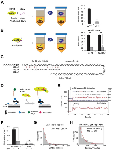 Figure 6. QKI slows down AGO2-let-7b-target RNA assembly and suppresses let-7b release. (A) Detection of let-7b released from recombinant AGO2 in vitro. AGO2 in complex with let-7b was immobilized on the sepharose beads for detection of let-7b from the supernatant, in the presence of GST or QKI using RT-qPCR. N = 3, *p < 0.05 from Student’s t-test. Data are mean ± S.D.(B) Detection of let-7b and POLR2D mRNA released from AGO2 in vivo. AGO2 in complex with let-7b and POLR2D mRNA was immobilized on the sepharose beads using HeLa cell lysates for detection of let-7b from the supernatant, in the presence of GST or QKI using RT-qPCR. N = 3, **p < 0.01 from Student’s t-test. Data are mean ± S.D.(C) Target RNA sequence of POLR2D 3’ UTR fragment containing let-7b site. Cy3 was labelled at the 5’-end and biotin was labelled at the 3’-end.(D) Single-molecule assay of RISC assembly with target RNA in the presence of QKI. The RISC solution (AGO2 and let-7b) was injected into the chamber in the presence or absence of excessive QKI (100nM) with pre-incubation for 5 minutes. (E) Representative time trace of fluorescence of Cy3 on POLR2D fragment. The RISC solution was injected into the chamber at 40 s (dashed line).(F) The binding rate of let-7b to POLR2D target was obtained through single exponential fit of the binding time histogram. The number of data is>330 each. N = 3, *p < 0.05, n.s., not significant from Student’s t-test. Data are mean ± S.D.(G,H) Histograms of binding time in (G) absence or (H) presence of recombinant OKI. The red lines are single exponential decay fit (17 s and 70 s, respectively), N = 3.