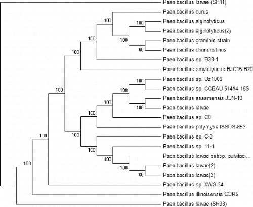 Figure 4. Phylogenetic tree of the two bacterial isolates P. larvae (SH33 and SH11) in comparison with 20 bacterial strains Paenibacillus sp. present in the gene bank. The phylogenetic tree was constructed based on the DNA nucleotide sequence of the 16S rRNA genes, using the Meg4 program (neighbour-joining tree).