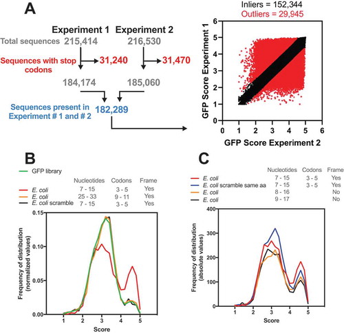 Figure 1. The E. coli genome has a bias towards nucleotide composition at codons 3–5. (A) Djuranovic’s group performed a high-throughput screen varying the nucleotide composition at codons 3–5 in GFP. In experiments #1 and #2, 215,414 and 261,530 different compositions were analysed, respectively, regarding the GFP fluorescence levels. The sequences with a stop codon (31,240 and 31,470 for experiments #1 and #2, respectively) were removed, and only sequences present in both experiments were used (182,289). The outliers (29,945) were defined by setting Q = 1% in the linear regression. We then calculated the average GFP score of the inliers (152,344) from experiments #1 and #2. This list was used in all subsequent bioinformatics experiments. (B) Density histogram of GFP scores for genes identified in E. coli. The nucleotide composition at codon positions 3–5 or 9–11 was analysed. As a control, we used a scrambled genome where the codon proportion was maintained, but their position was randomly changed. Note that only codon positions 3–5 in the real genome possessed a bias towards high GFP scores. (C) The effect of amino acid composition and mRNA sequence on GFP score bias was analysed. As a control, we used a scrambled genome where the codons were randomly changed, keeping the codon proportion and amino acid sequence of each gene (E. coli scramble same aa).