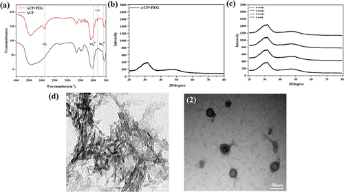 Figure 1 Schematic illustration of the fabrication of the core-sheath nanofiber. Characterization of ACP(a) FTIR spectrum of ACP(b) X-ray diffraction spectrum of ACP(c) X-ray diffraction spectrum of ACP (4 weeks period)(d) Transmission electron micrographs of ACPs prepared with (2) or without PEG (1).