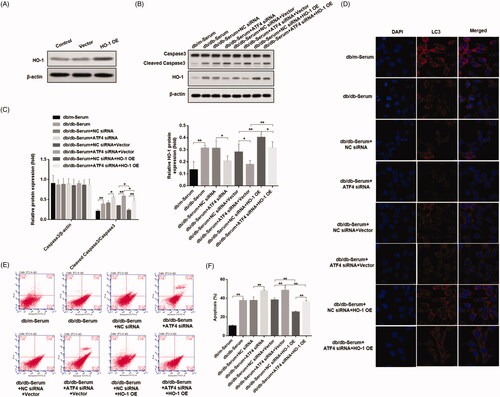 Figure 5. Effects of ATF4 knockdown and HO-1 overexpression on podocyte autophagy and apoptosis when subjected to serum from DN mice. (A) HO-1 overexpression was verified in MCP-5 podocytes. (B) Podocytes overexpressing HO-1 were subjected to serum from DN mice, showed significantly reduced cleaved caspase 3 expression, and co-treatment of HO-1 overexpression with ATF4 siRNA increased cleaved caspase-3 expression. (C) Densitometric analysis of protein expression from Figure 5(B). (D) Immunofluorescence analysis showed increase in autophagy LC3 protein expression by HO-1 overexpression, which was significantly reduced by ATF4 siRNA co-treatment; the scale indicates 10 μm. (E) Quantification of apoptosis rates by flow cytometry supported our western analysis of cleaved caspase-3. (F) Apoptosis was evaluated by flow cytometry. NC siRNA: control siRNA transfected for 48 h; ATF4 siRNA: siRNA-ATF4 transfected for 48 h. Vector: Empty plasmid transfected for 48 h. HO-1 OE: HO-1 overexpression plasmid transfected for 48 h. (**p < 0.01, *p < 0.05).