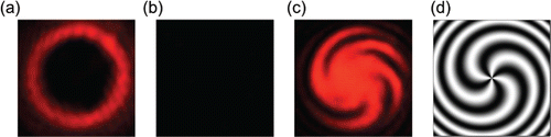 Figure 4. Reflected light spot upon normal incidence of light at different polarisation state: right- (a) and left-handed (b) circularly polarised light. (c) Interferogram of the reflected light spot. (d) Simulated interferogram.
