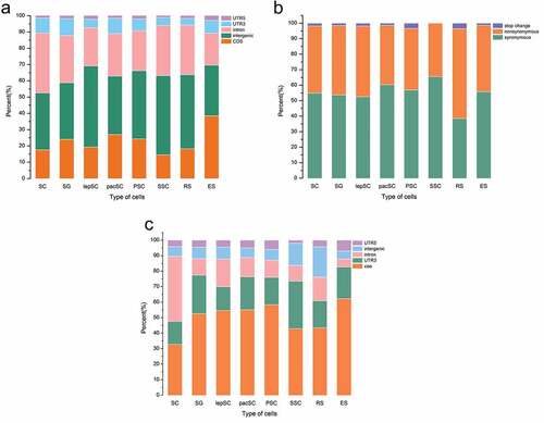 Figure 6. About half of the editing events in CDSs result in amino acid changes. (a) Distribution of the editing sites. (b) Functional consequences of the editing sites. (c) Distribution of the editing sites on chromosome 17