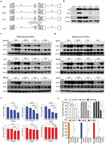 Figure 1. Development of a novel hTERT promoter-regulated oncolytic HSV-1 virus (OVH) with selective oncolytic capability. (A) Schematic diagram of KOS and KOS-derived HSV-1 recombinant constructs (dICP0, OVN and OVH) used in this study. (B) Western blot analysis of ICP0 and ICP34.5 expression in various infected U-2 OS cells 48 h after virus infection. (C-D) Western blot analysis of ICP27 and ICP4 expression in various infected human normal cell lines (HUVECs, L-02 and HEL299) (C) and human tumor cell lines (MCF-7, Hep3B and H1299) (D) 3 h, 6 h, and 9 h after virus infection. (E) Viral replication assays were performed on various infected cell lines (MOI = 1 PFU/cell). Viruses harvested from infected cells 48 h after virus infection were titrated. Fold changes between groups were calculated and shown. (F) Cell viability was measured in various infected cell lines 72 h after virus infection (MOI = 1 PFU/cell). Remaining cells harvested from individual virus infected cells were measured by trypan blue exclusion method. Values are means of three independent experiments, data are shown as means ± SEM. *P < .05, ***P < .001, ****P < .0001, ns, not significant by one-way ANOVA test for F