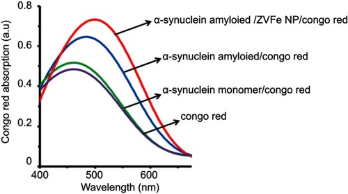 Figure 4 Congo red absorption spectra of α-synucle in monomer and amyloid with or without zero valent iron (ZVFe) NPs after 45 h.