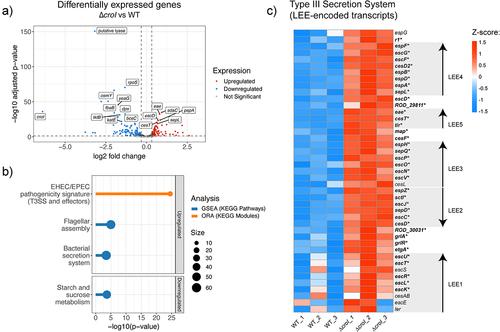 Figure 2. QS regulates expression of the type III secretion system in Citrobacter rodentium. (a) Volcano plot showing differentially expressed genes (DEGs) from RNA-seq data comparing the ∆croI strain to WT C. rodentium. Genes shown in red are significantly upregulated with a fold change greater than 1.25 and p-value < 0.05, genes in blue are significantly downregulated with a fold change lower than 1.25 and p-value < 0.05. The top 20 significantly differentially expressed genes ordered by ascending p-value are labelled. Differential expression data are available in Supplementary Data 3. (b) Pathway enrichment analyses were calculated by using gene set enrichment analysis (GSEA; shown in blue); and overrepresented KEGG modules (shown in orange) were calculated by using ClusterProfiler. Only pathways that passed an FDR < 0.05 were considered significantly enriched. Supplementary enrichment data are available in Supplementary Data 5–6. (c) Heatmap showing Z-score expression of genes associated with the type III secretion system. Each operon within the locus of enterocyte effacement (LEE1–5) is displayed using arrowheads to indicate gene orientationsCitation31. Significantly differentially regulated genes when comparing ∆croI and WT are shown as bolded text with an asterisk at the end of the gene name. ORA, over-representation analysis.