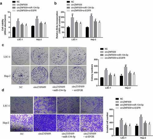 Figure 5. (a) Cell viability analysis. (b) Cell proliferation analysis. (c) Cell colony formation analysis. (d) Cell invasion analysis. #vs circZNF609 group, * vs control vector group, **P < 0.01, #P < 0.05 compared with circZNF609.