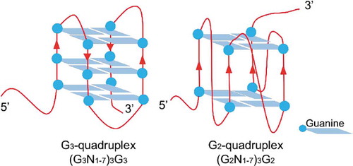 Scheme 1. Diagram of the G2-quadruplex and G3-quadruplex.