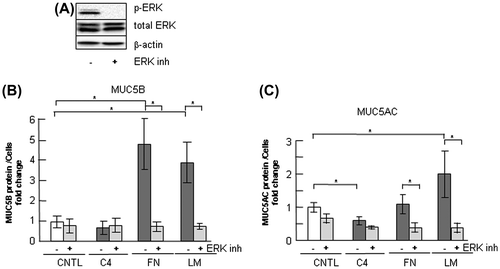 Fig. 8. Effects of ERK inhibition on the regulation of MUC5B production in NCI-H292 cells.Notes: (A) NCI-H292 cells (2 × 104 cells/well) were cultured in 96-well plates pretreated with PBS. The cells were cultured with an ERK inhibitor (10 μM: ERK inh: +) or with the same concentration of DMSO (−) for 30 h and the cells were sampled. The samples were analyzed using western blot analysis to detect the levels of phosphorylated and activated form of ERK (p-ERK), total ERK, and β-actin. (B) NCI-H292 cells (2 × 104 cells/well) were cultured in a 96-well plate precoated with PBS (CNTL), 500 μg/mL of type-IV collagen (C4), fibronectin (FN), or laminin (LM). The cells were cultured with a ERK inhibitor (10 μM: +) or with the same concentration of DMSO (−) for 30 h and their culture media were sampled. The samples were analyzed using the mucin protein assay to detect the levels of MUC5B protein. Fold changes were based on a control, which was cultured with DMSO (mean ± SD, n = 5, one-way ANOVA). (C) NCI-H292 cells (2 × 104 cells/well) were cultured in a 96-well plate precoated with PBS (CNTL), 500 μg/mL of type-IV collagen (C4), fibronectin (FN), or laminin (LM). The cells were cultured with an ERK inhibitor (10 μM: +) or with the same concentration of DMSO (−) for 30 h and the cells were sampled. The samples were analyzed using the mucin protein assay to detect the levels of MUC5AC protein. Fold changes were based on a control, which was cultured with DMSO (mean ± SD, n = 5, one-way ANOVA). Fold changes were normalized to cell numbers. Asterisks indicate statistical probability, *p < 0.05 (ANOVA). The representative results of four independent experiments are shown.