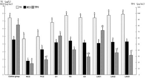 Figure 1. Effects of γ-aminobutyric acid (GABA) on thyroglobulin (TG), sodium/iodide symporter (NIS) and thyroid peroxidase (TPO) in hypothyroidic mice. ‘a’ represents the groups with the largest mean values. The mean values decreased from ‘a’ to ‘e’. Groups marked with different letters are statistically different (P ≤ 0.05). NCG: mice administered only pure water for 14 days; PCG: mice administered thyroid tablets at a daily dose of 50 mg/kg for 14 days; G1: mice administered pure GABA at a daily dose of 50 mg/kg for 14 days; G2: mice administered pure GABA at a daily dose of 75 mg/kg for 14 days; G3: mice administered pure GABA at a daily dose of 100 mg/kg for 14 days; LSG1: mice administered laboratory-separated GABA at a daily dose of 50 mg/kg for 14 days; LSG2: mice administered laboratory-separated GABA at a daily dose of 75 mg/kg for 14 days; LSG3: mice administered laboratory-separated GABA at a daily dose of 100 mg/kg for 14 days.