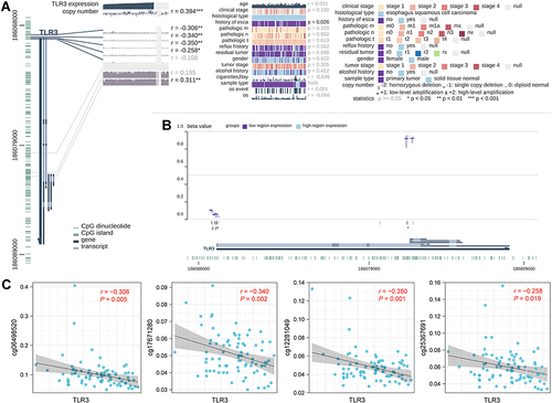 Figure 3 Correlations between TLR3 expression and DNA levels in TCGA ESCC patients. (A) Correlation between TLR3 expression and clinical parameters, copy number, and DNA methylation. The statistics, including correlation coefficient (r) and p-value, are on the right. (B) Summary view of DNA methylation differences in which the samples had been divided into two groups based on their TLR3 expression level. The horizontal lines at each probe position represent the median percentage of methylation (β Value), while the vertical lines indicate the range between 25% and 75%. (C) Scatter diagram and correlation analysis of TLR3 expression and methylation levels of CpG sites, including cg06498520, cg17671280, cg12281049, and cg25367691. *P <0.05, **P <0.01, **P <0.001.