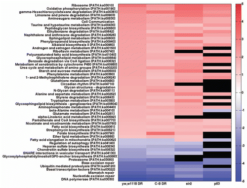 Figure 2 Heat map of KEGG gene sets from Sir2 and p53 long-lived flies show similarity with a DR signature gene set. Red are gene sets that are statistically significantly upregulated, blue are gene sets that are statistically significantly downregulated and black are gene sets that are not statistically significantly changed. RNA is from 10-day old whole body of females.Citation11 Sir2 are flies expressing Sir2 in adult neurons and p53 are flies expressing DN-Dmp53 in adult neurons. yw, w1118 DR flies are genetically identical to Sir2 flies, but without RU486 and genetically very similar to the DN-Dmp53 flies. KEGG categories and scores are in Supplemental Table 2.