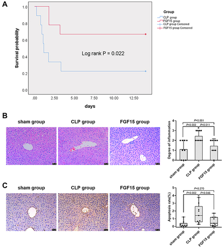 Figure 1 FGF15 treatment supports the survival of septic mice by mitigating hepatic inflammation and liver cell apoptosis. Following the CLP procedure, the mice were randomized and intravenously injected beginning at 2 hours post the procedure every 12 h for three days with saline as the CLP group or FGF15 as the FGF15 group. A sham control group of mice received the sham procedure and saline injection. (A) The survival of different groups of mice. (B) The histopathological changes in the liver of different groups of mice. (C) The percentages of liver cell apoptosis in different groups of mice. Data are representative images or expressed as the mean ± SD of each group (n=9 per group) from three separate experiments.