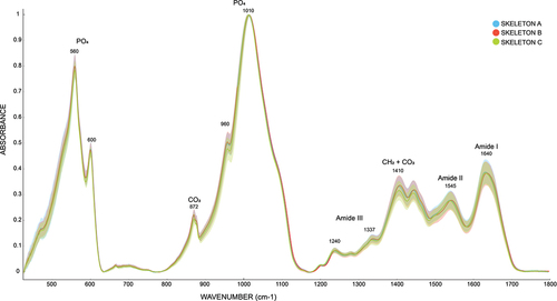 Figure 2. Normalized spectra of all 48 skeletal elements of the three individuals (blue = Individual A, red = Individual B, green = Individual C).