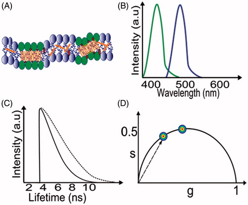 Figure 2. Spectral and lifetime methods of analysis to detect lipid phases. (A) The plasma membrane is depicted with the membrane dye Laurdan (orange shapes) in a random distribution between liquid disordered phase (Ld, blue lipids) and liquid ordered phase (Lo, green lipids). (B) Schematic emission spectra of lipid-phase sensitive dye, Laurdan, with green and purple spectra corresponding to Lo and Ld phases, respectively. (C) Typical fluorescence lifetime decays correspond to liquid ordered (dotted line) and liquid disordered (solid) phases, respectively. (D) Transformation of a spectrum or decay into a phasor (vector) plot. Spots represent data for Lo (lower) and Ld (upper) phases.