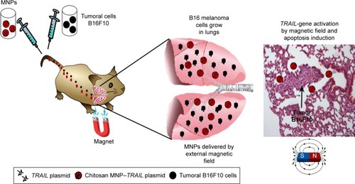 Figure 1 Systemic delivery of TRAIL gene by chitosan MNPs and activation of external magnetic field to induce apoptosis in mouse lungs.Abbreviation: MNPs, magnetic nanoparticles.