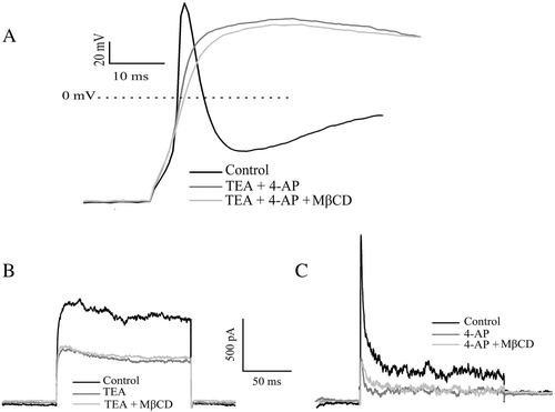 Figure 5.  Effect of cholesterol depletion by MβCD on AP and outward K+ currents in the presence 4-AP and TEA. (A) APs generated from the same neuron in the control condition, in the presence of both TEA (5 mM) and 4-AP (3 mM), and in the presence of 10 mM MβCD after treatment with both TEA and 4-AP (representative of 5 neurons). (B) IK current from the same neuron at +30 mV in the control condition, in the presence of 5 mM TEA, and in the presence of 10 mM MβCD after treatment with TEA (n=4). (C) IA current from the same neuron at +30 mV in the control condition, in the presence of 4 mM 4-AP, and in the presence of 10 mM MβCD after treatment with 4-AP (n=5).
